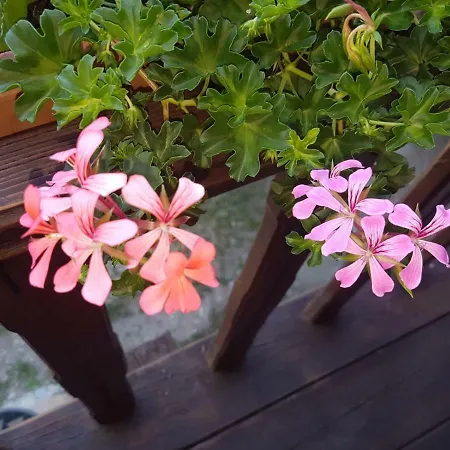 Maison Cenne Vda N 0030 公寓 *