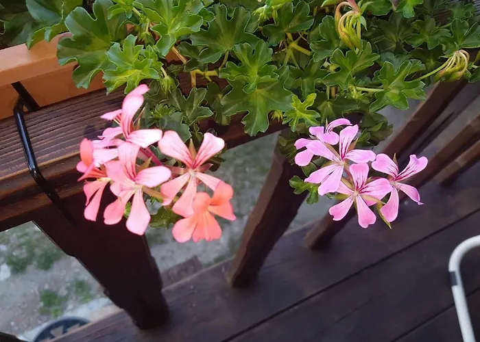 Maison Cenne Vda N 0030 Daire *